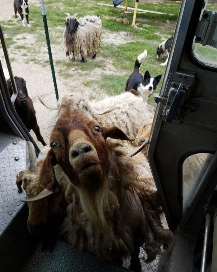 Курьер приколы животные