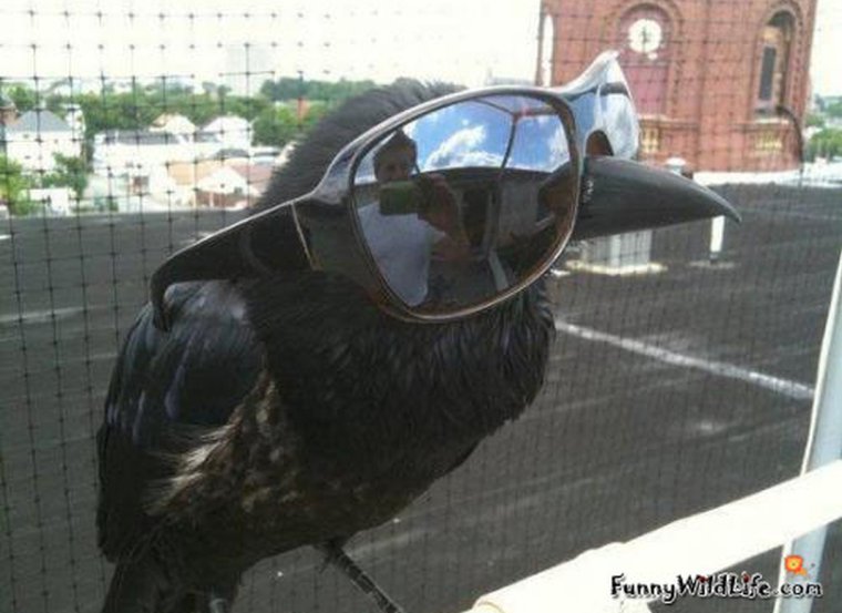 Смешной ворон