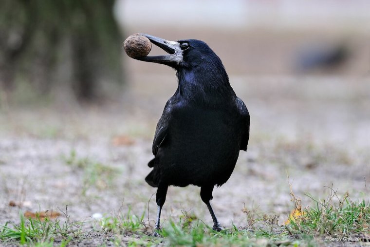 Грач всеядная птица