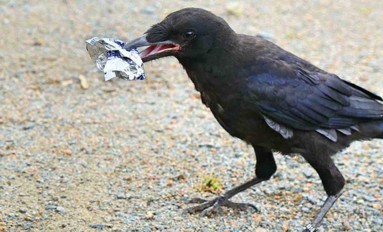 Ворона с добычей