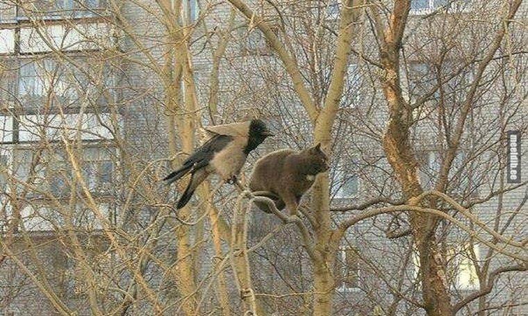 Коты прилетели собаки в обмороке