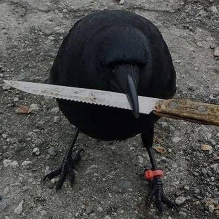 Опасные вороны