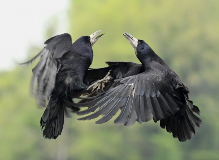 Великобритания Грачи