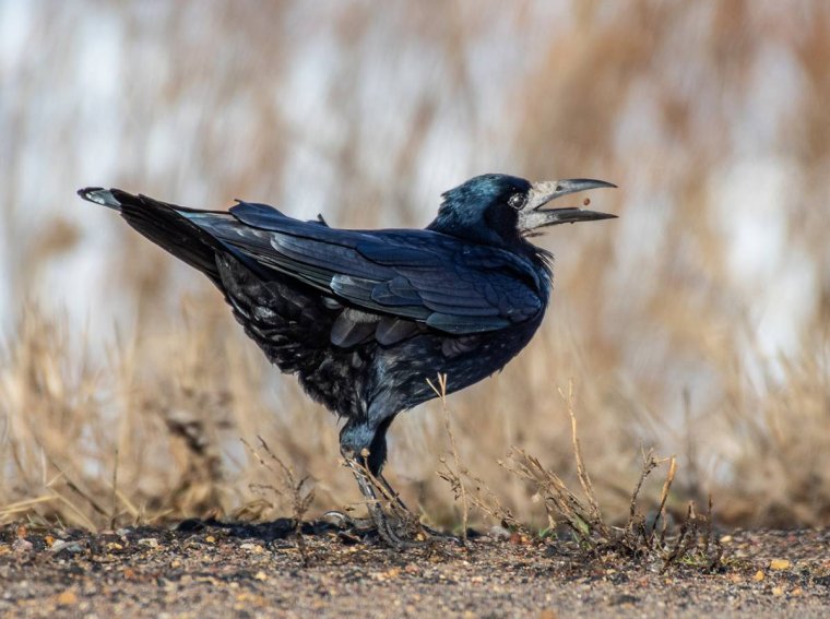 Грач Габучан