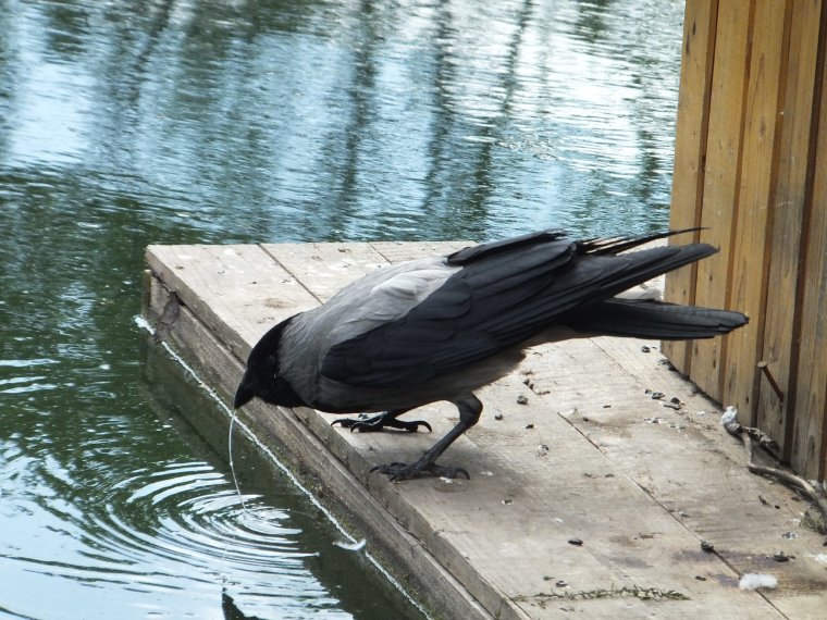 Ворона пьет