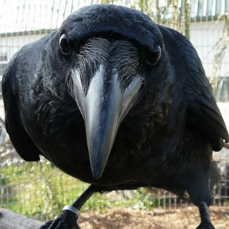 Смешная ворона