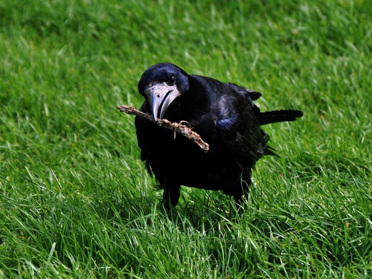 Ворона с едой в клюве