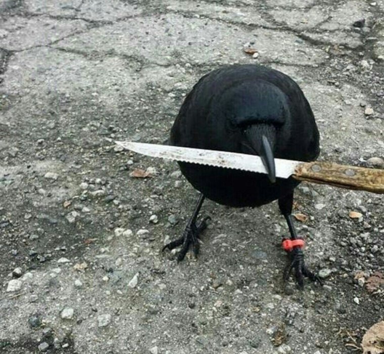 Ворона с ножом
