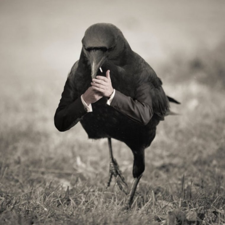 Ворон с сигаретой