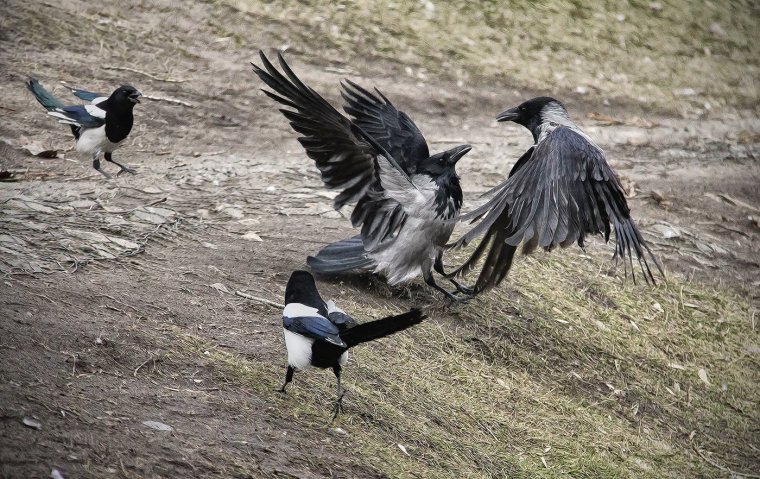 Сороки и вороны