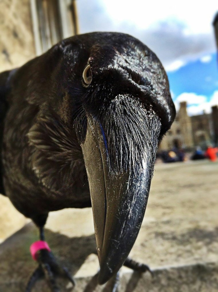 Смешные вороны