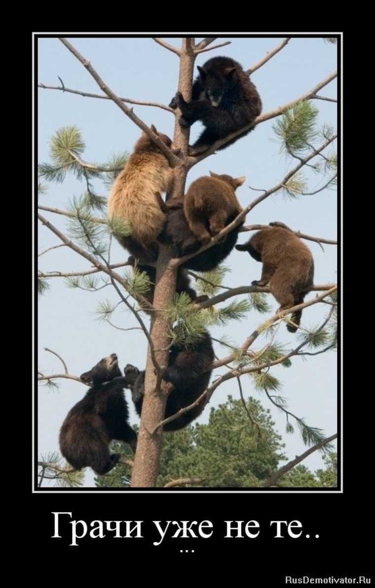 Грачи прилетели прикол