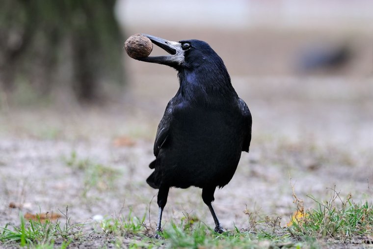 Грач Перелетная птица