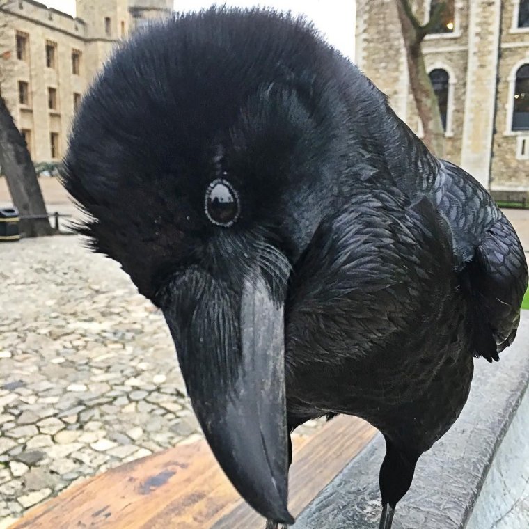 Наглая ворона