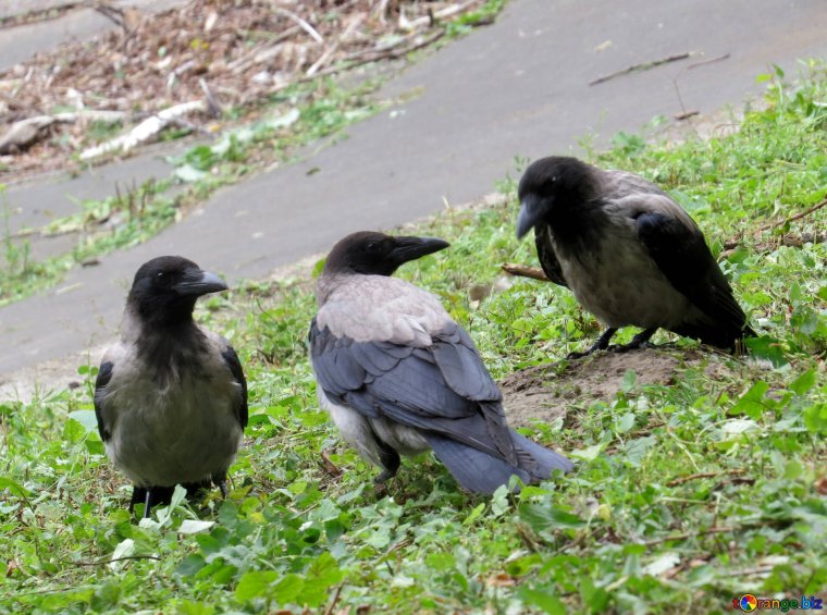 Ворона в городе