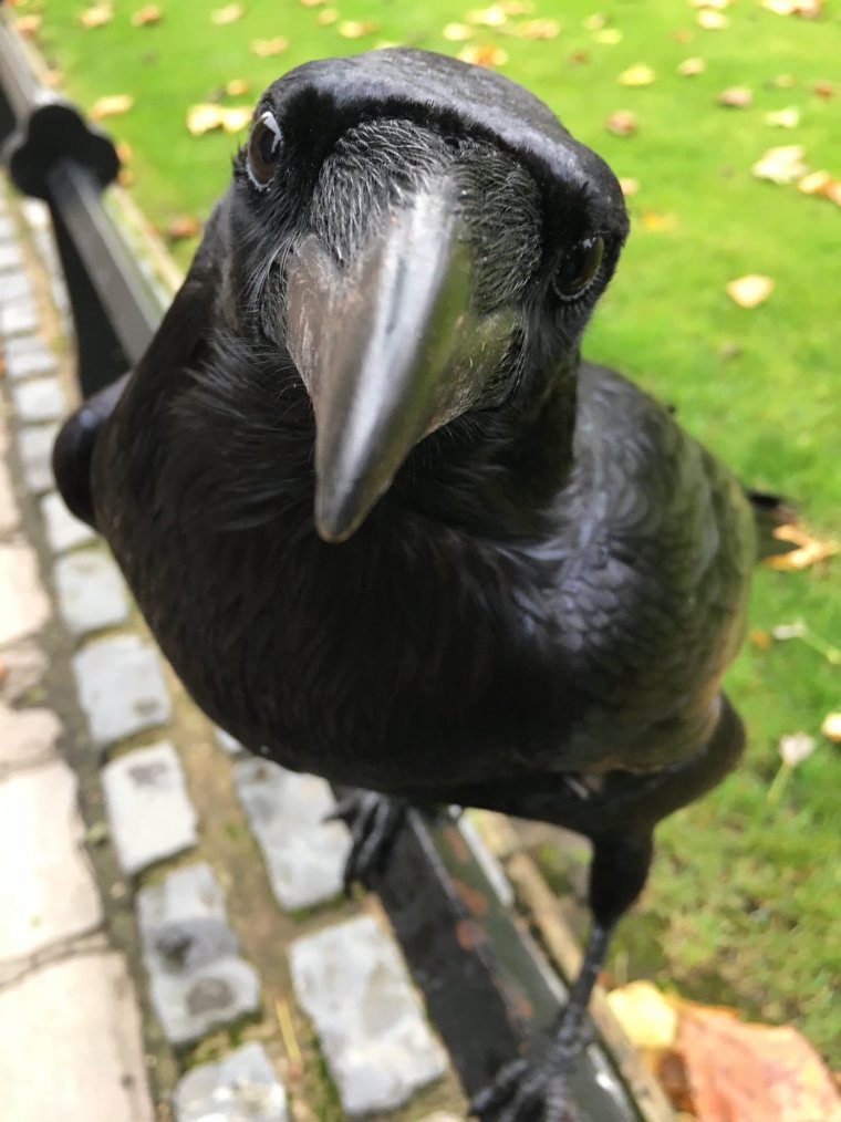 Прикольная ворона