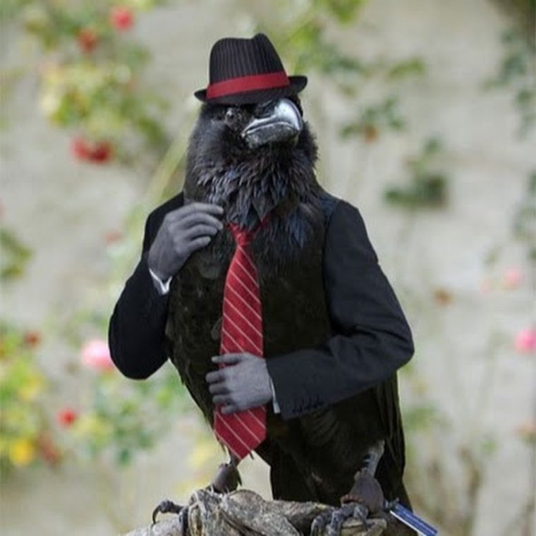 Ворона гангстер