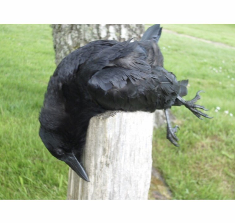 Смешной ворон