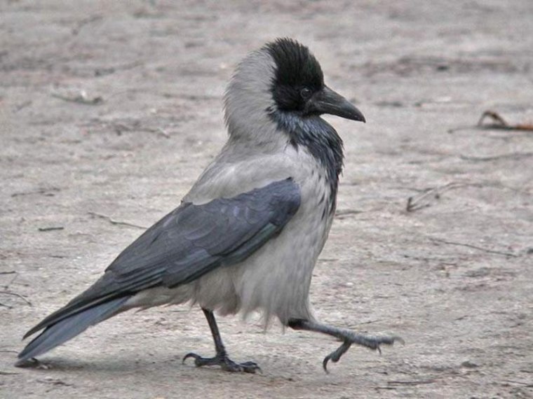 Серая сорока