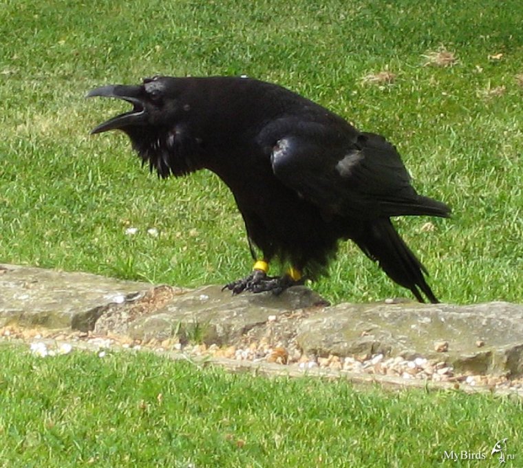 Смешные вороны