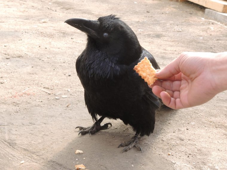 Ворона красавица