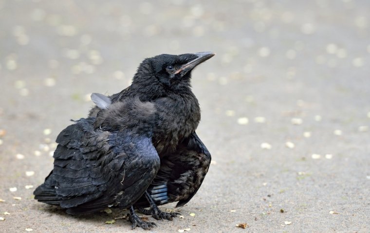Птенец черного ворона