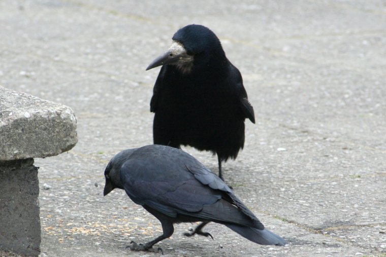 Грач Джабраян