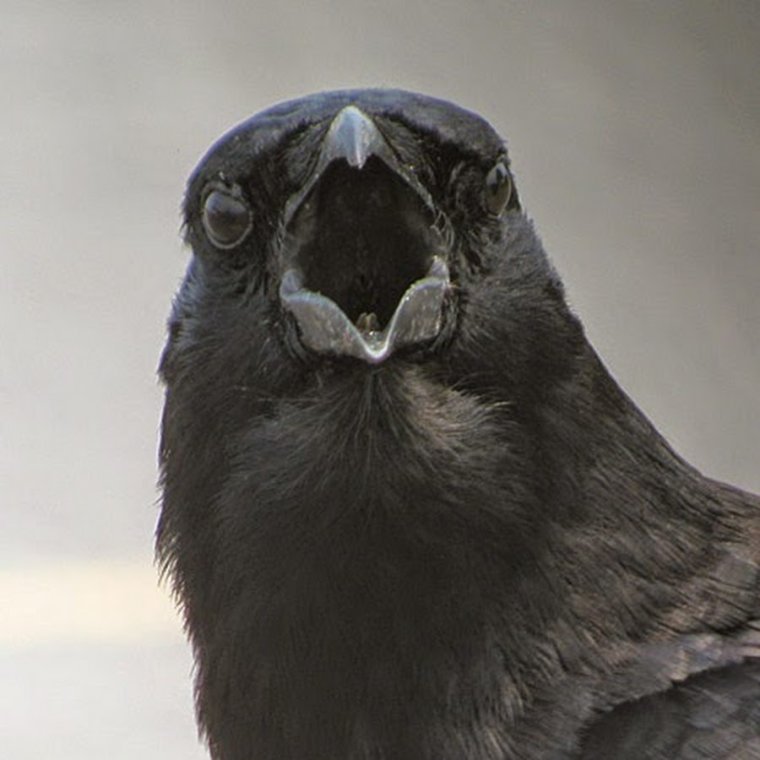 Ворон анфас