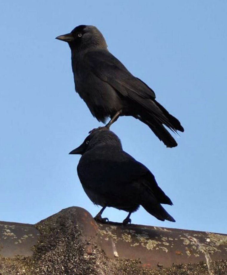 Забавные вороны