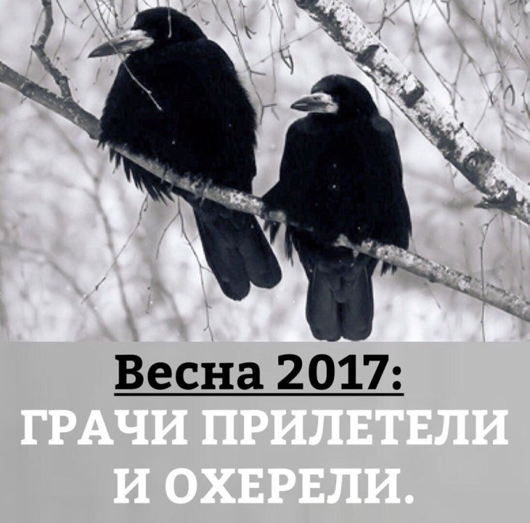 Грачи прилетели и офигели