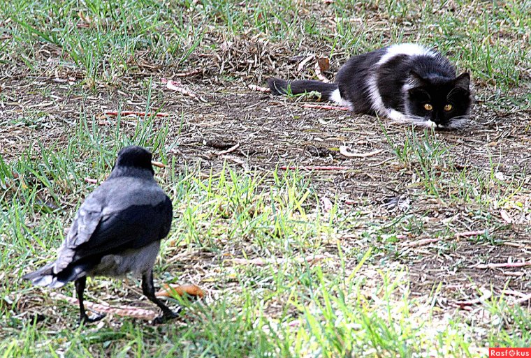 Кот и ворона