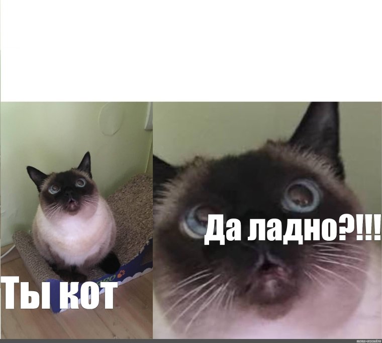 Кот да Мем