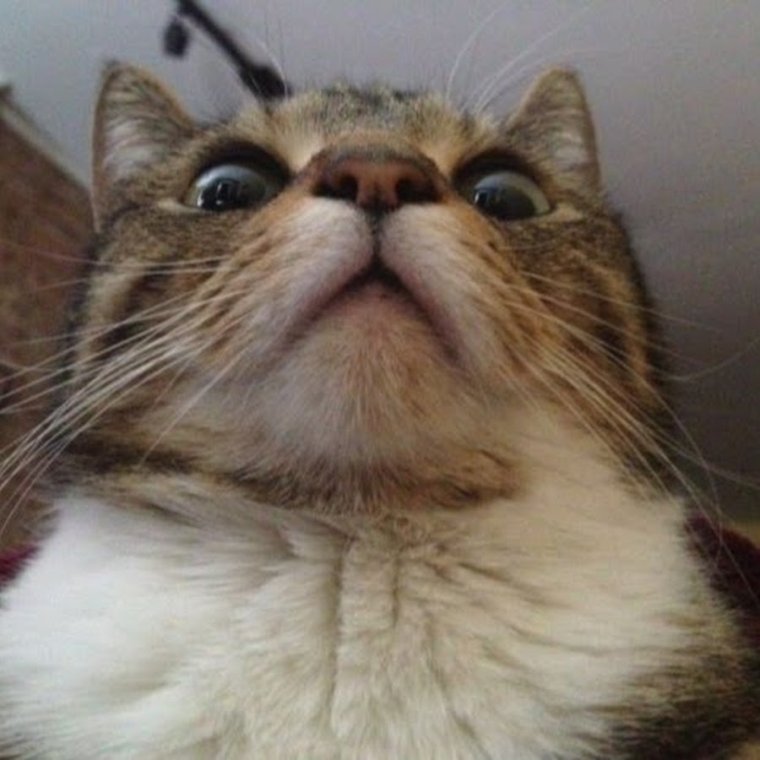 Мемы про котов