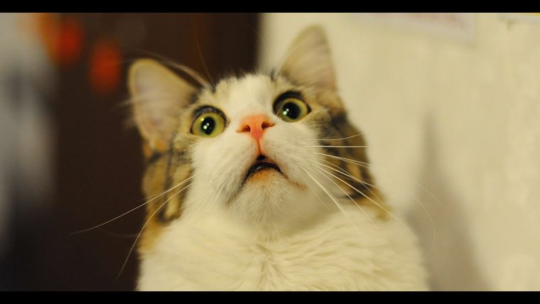 Котэ удивление