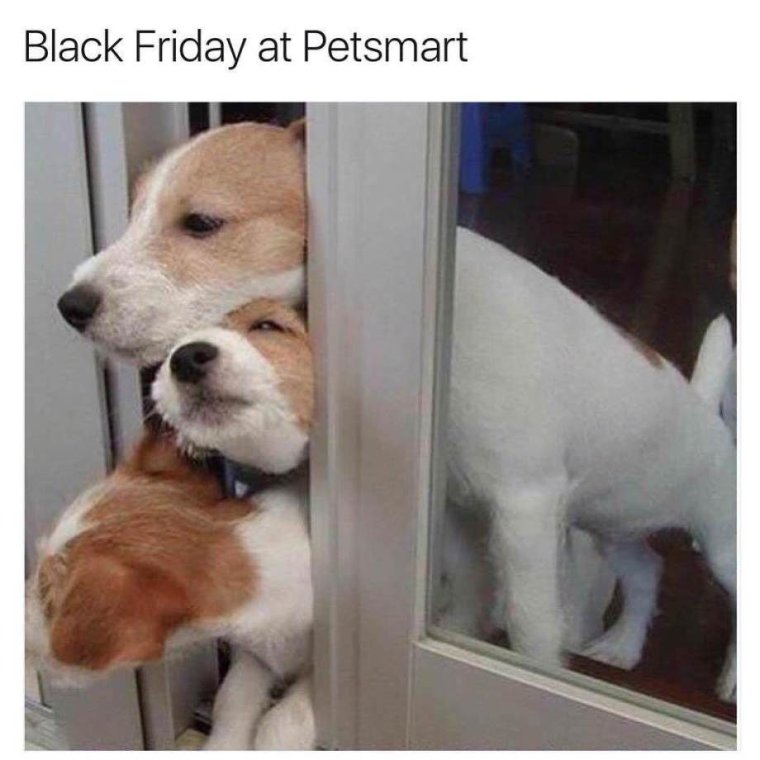 Забавные щенки с подписями