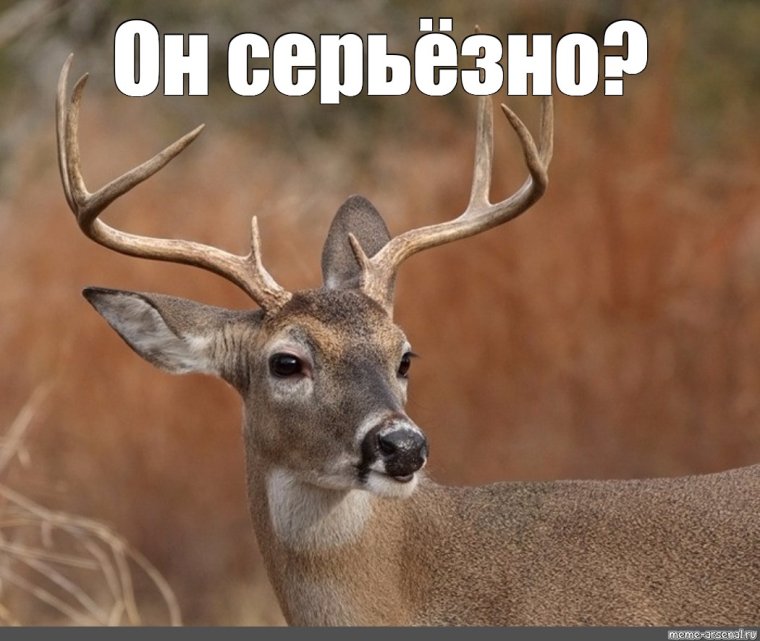 Олень Никита