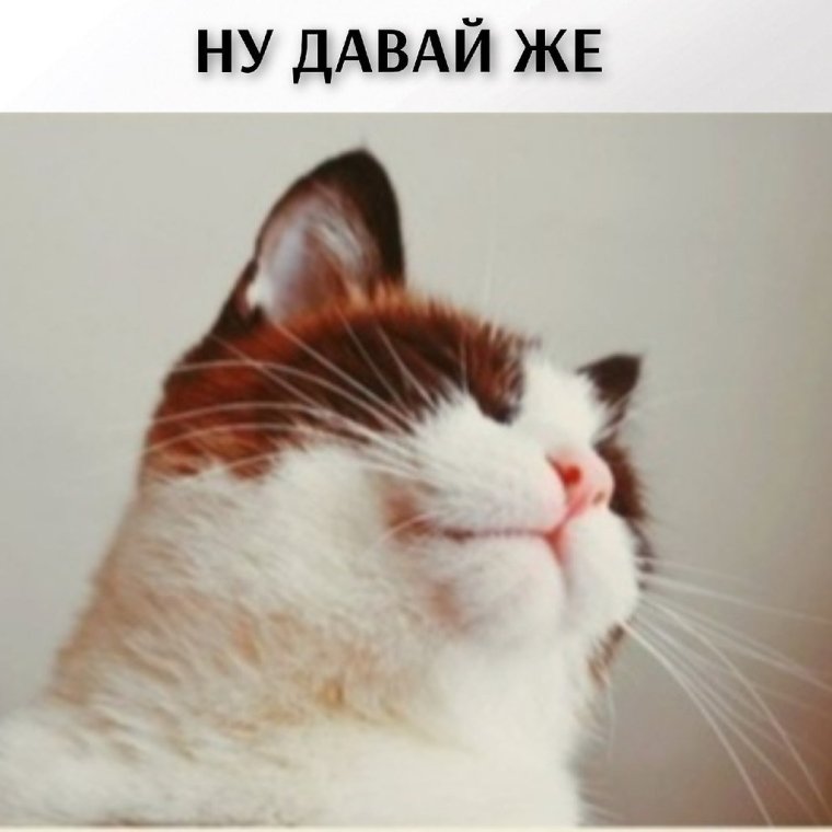 Кот продолжай