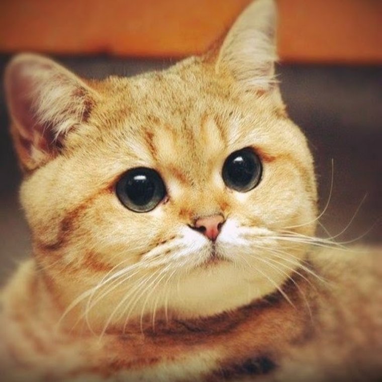 С днищем тебя Пидрила