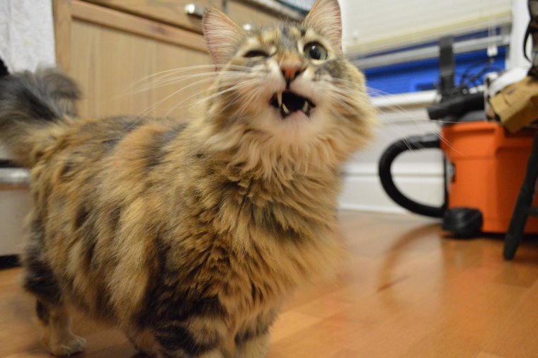 Рукалицо кот фото