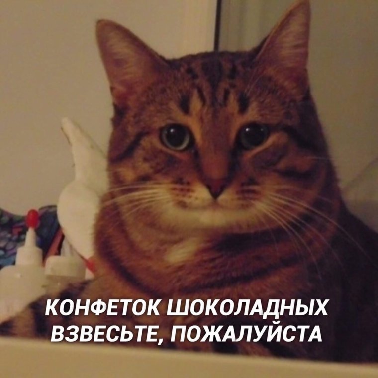 Ладно кот Мем