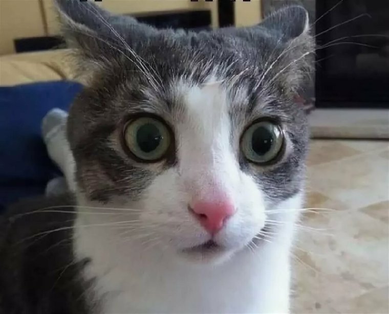 Удивлённый кот Мем
