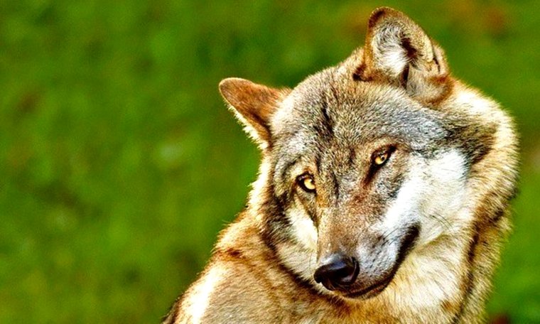 Я злой и страшный серый волк я в поросятах знаю толк