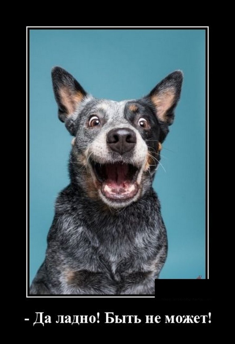 Да ладно демотиватор