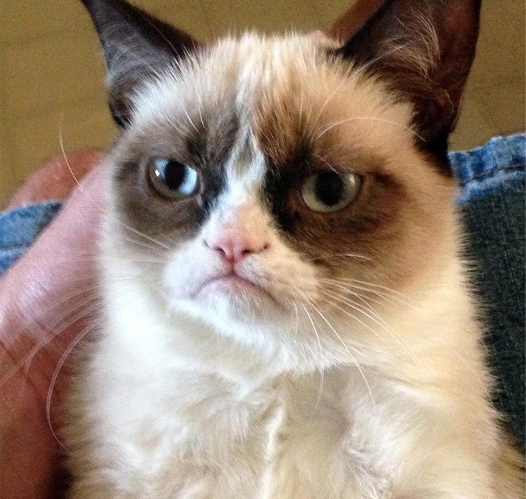 Недовольный кот