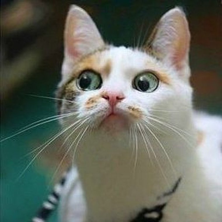 Кошка потратила деньги