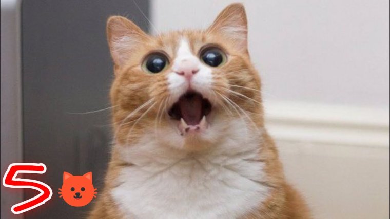 Кот в шоке