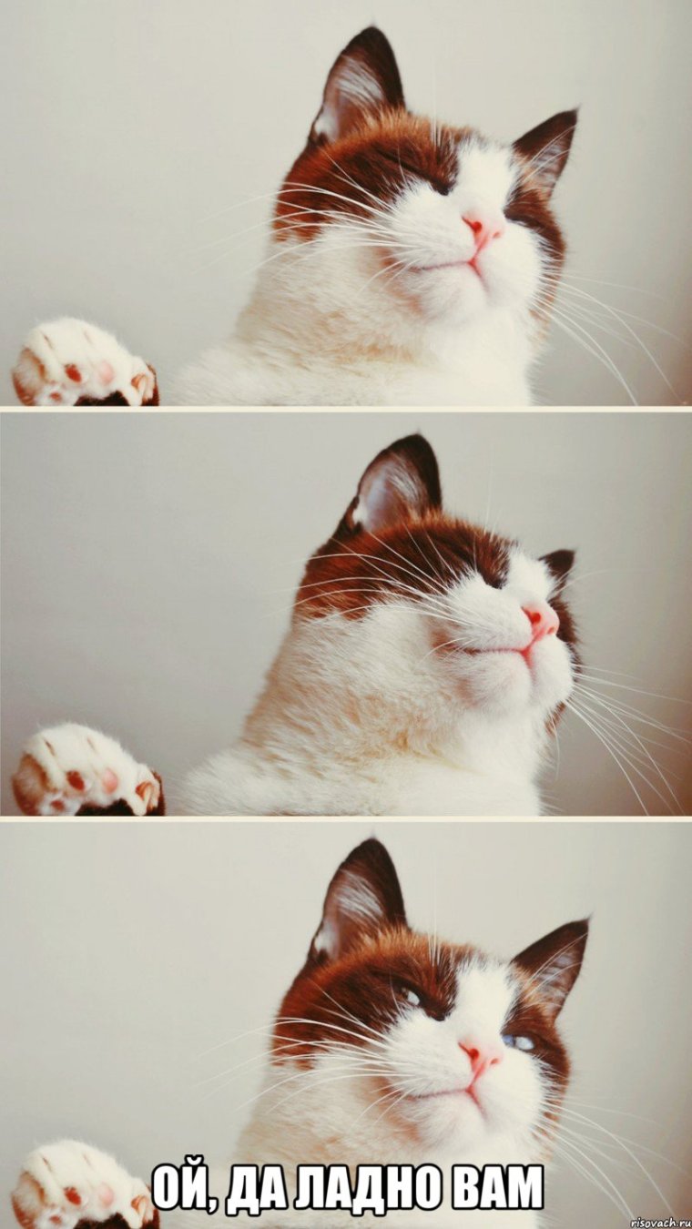 Прекрати продолжай кот