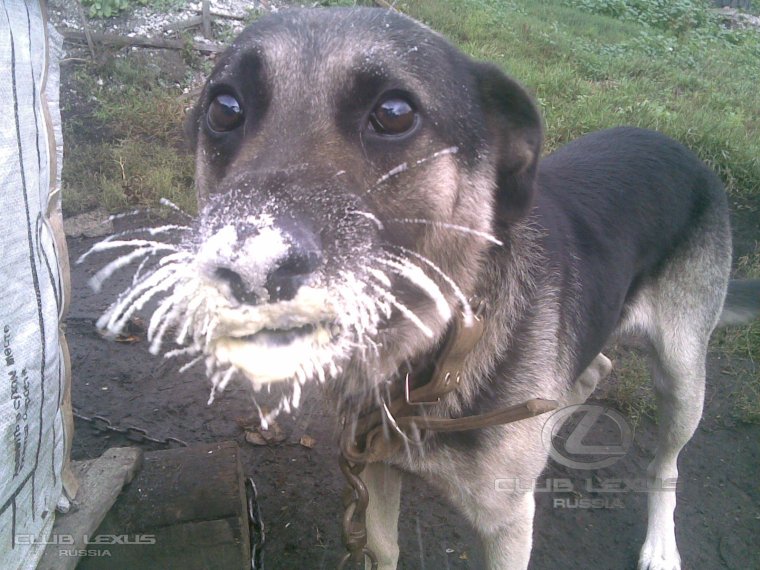 Прикол собака в сметане