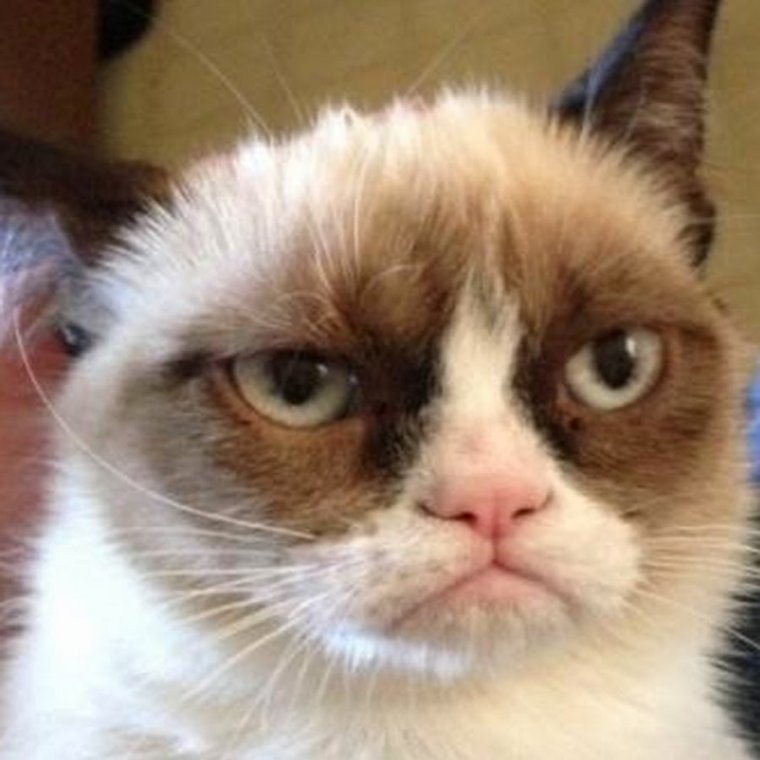 Сердитый кот