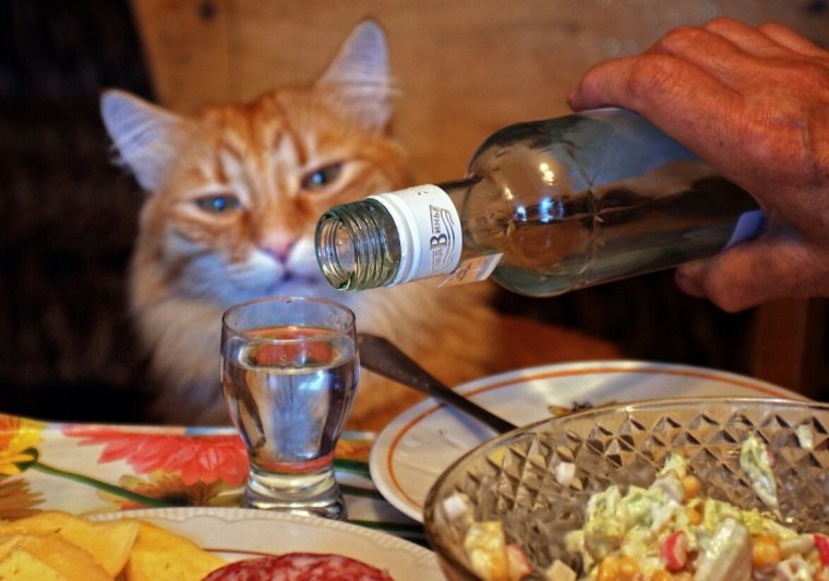 Котик с рюмкой